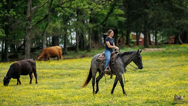 working-cattle-quarter-horse