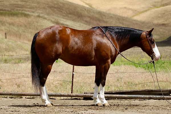 all-around-paint-horse
