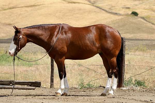 athletic-paint-horse