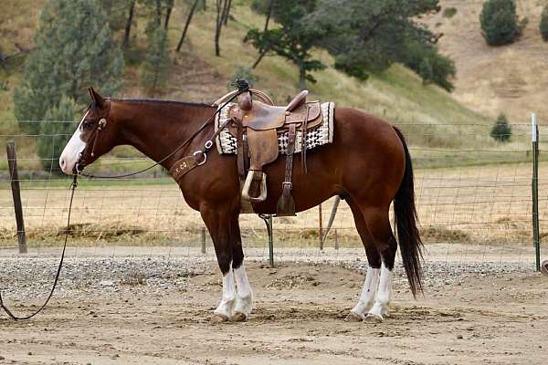 calf-roping-paint-horse