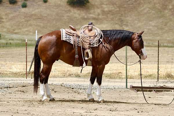 endurance-paint-horse