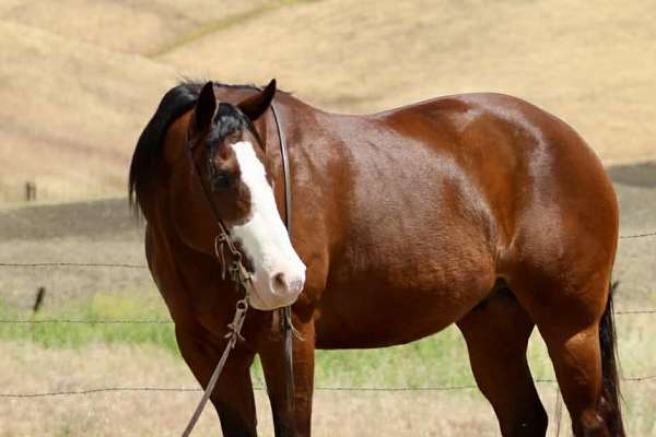 flashy-paint-horse