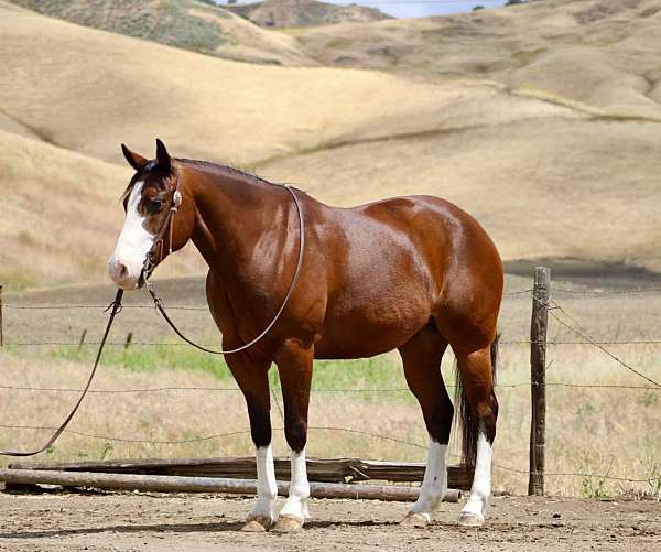 husband-safe-paint-horse