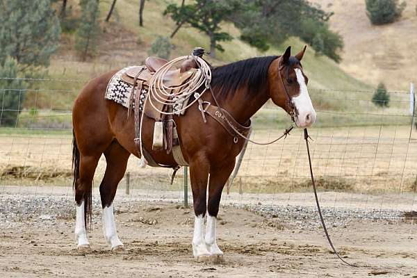 kid-safe-paint-horse