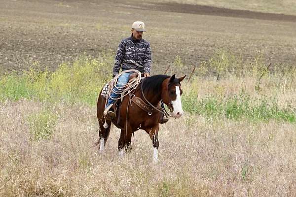 ranch-versatility-paint-horse