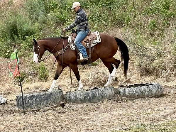 ridden-western-paint-horse