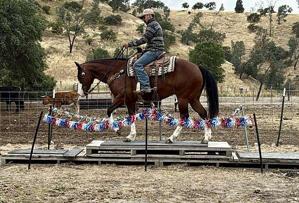 roping-paint-horse