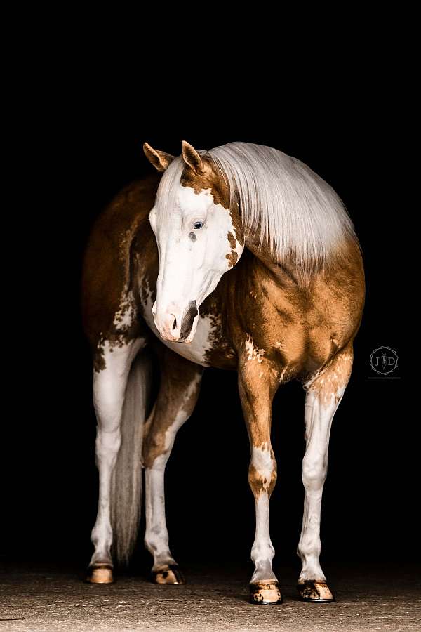 athletic-paint-horse