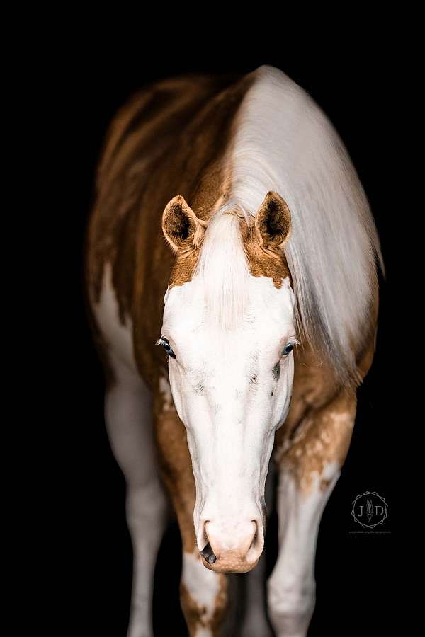 beginner-paint-horse
