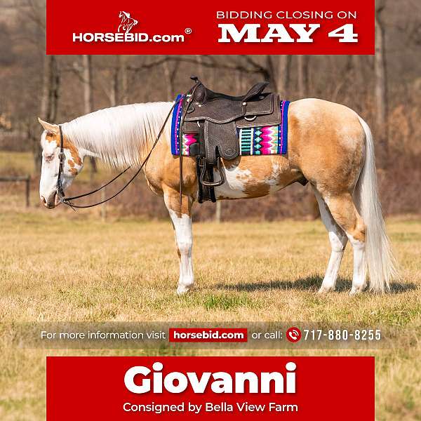 all-around-paint-horse