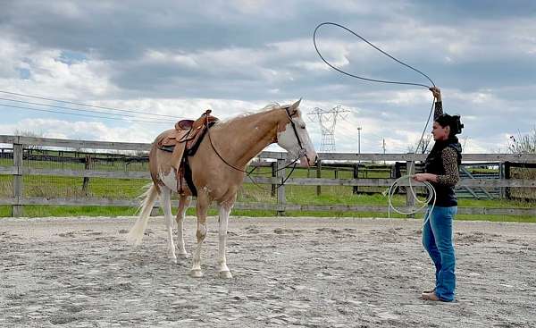 husband-safe-paint-horse