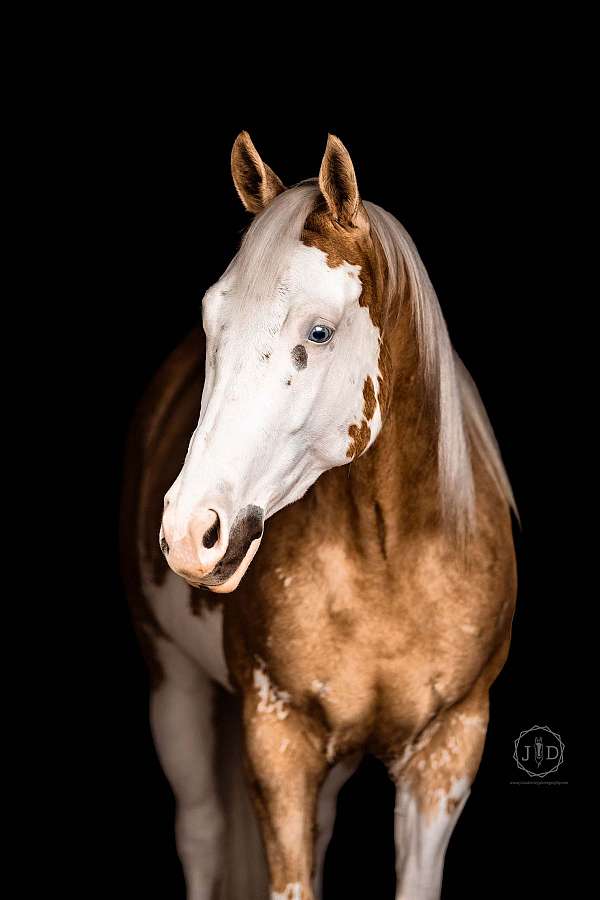 kid-safe-paint-horse