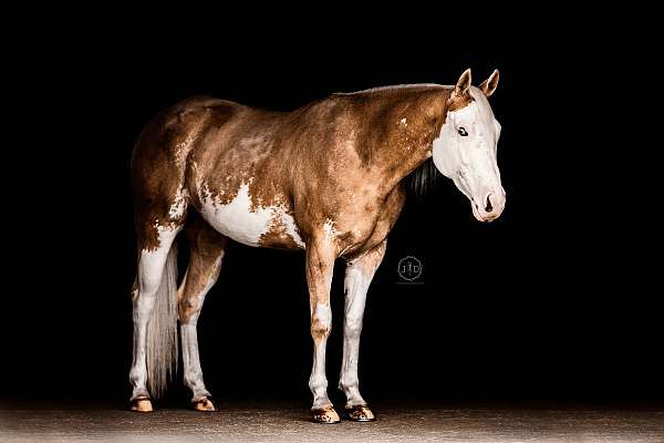 ranch-paint-horse