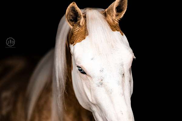 ranch-work-paint-horse
