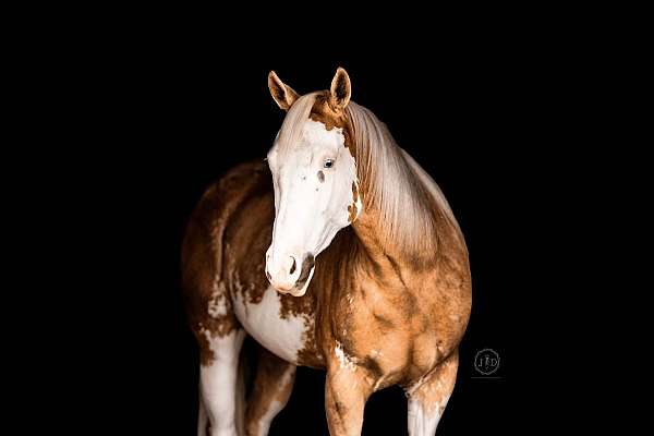 ridden-english-paint-horse