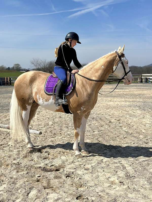 show-paint-horse