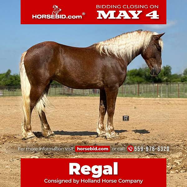 all-around-draft-horse