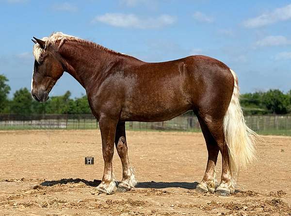 cross-draft-horse
