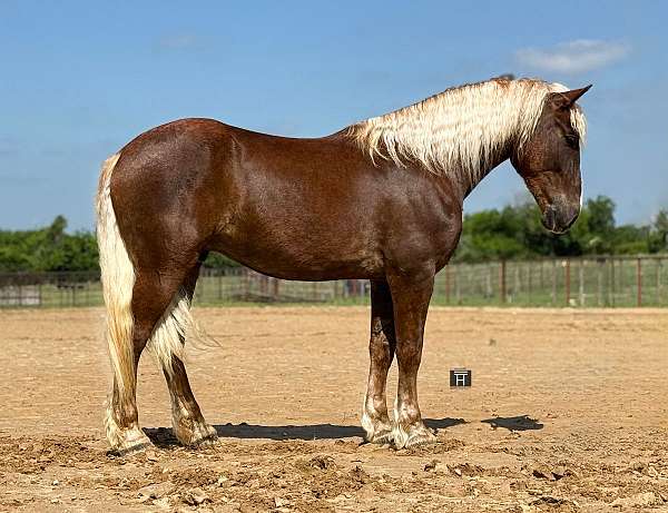 athletic-draft-horse