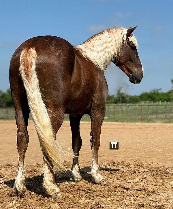 draft-horse