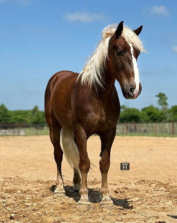 driving-draft-horse