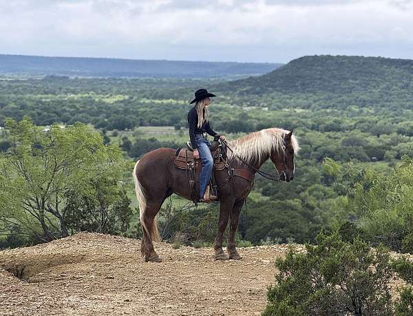 flashy-draft-horse