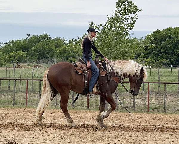 ranch-draft-horse