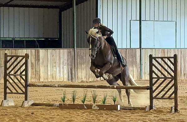 ridden-english-draft-horse