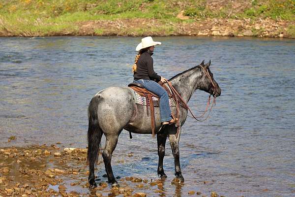 athletic-quarter-horse