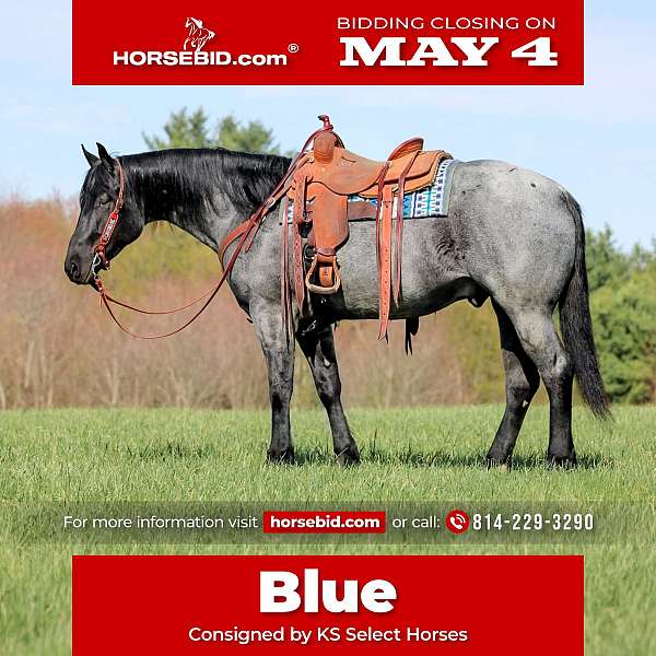 all-around-quarter-horse