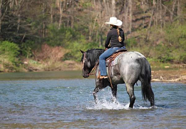 husband-safe-quarter-horse