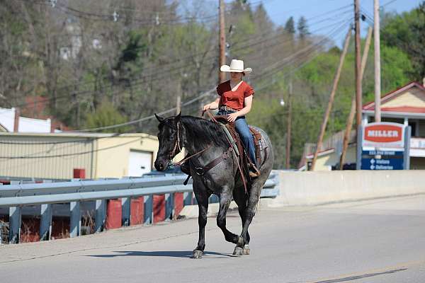 ranch-quarter-horse