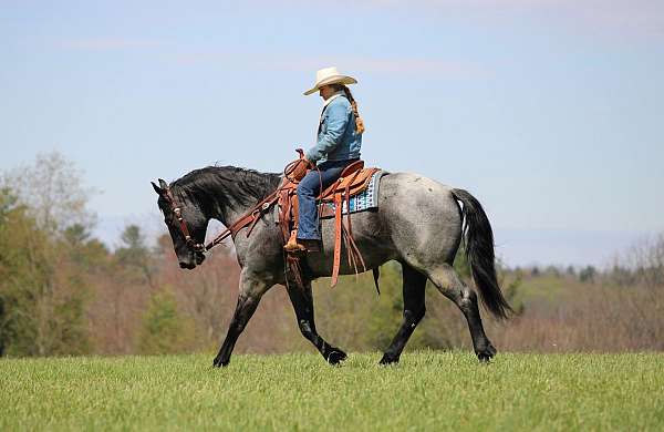ranch-versatility-quarter-horse