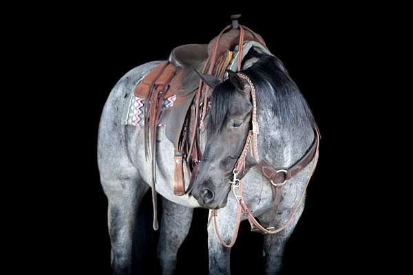ranch-work-quarter-horse