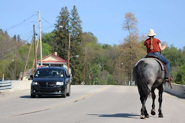 show-quarter-horse