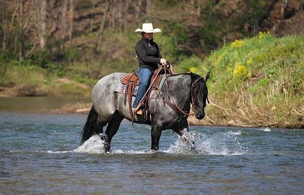 trail-quarter-horse