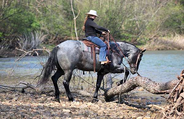 trail-riding-quarter-horse