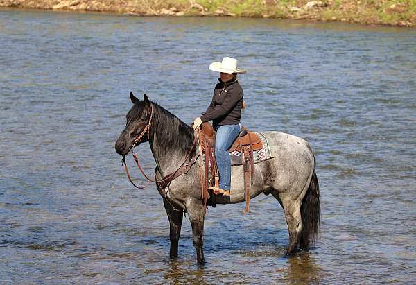western-riding-quarter-horse