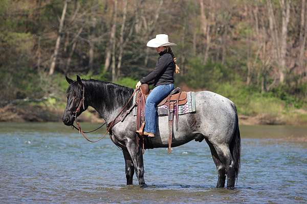working-cattle-quarter-horse