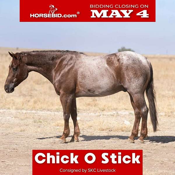 all-around-quarter-horse