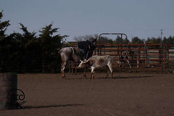 athletic-quarter-horse
