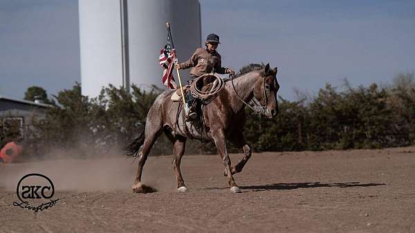 beginner-quarter-horse