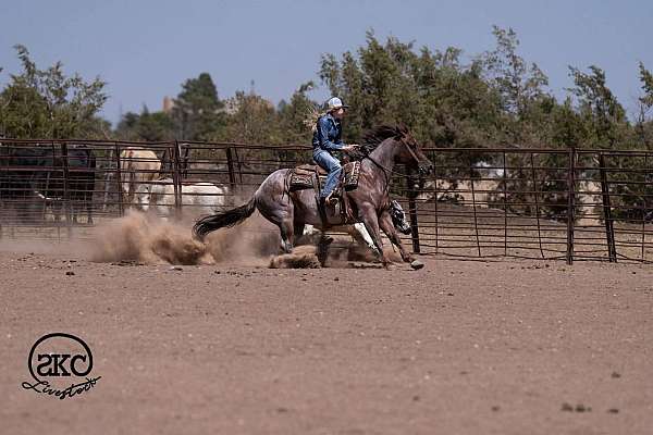 calf-roping-quarter-horse