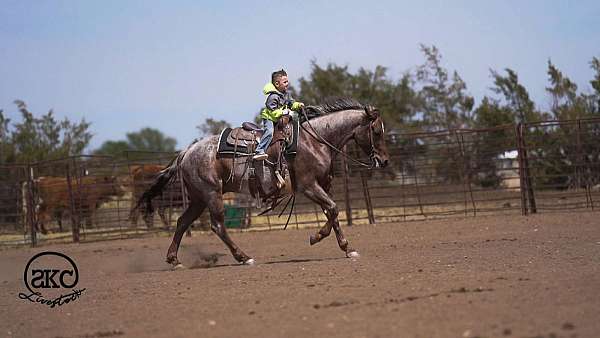 flashy-quarter-horse