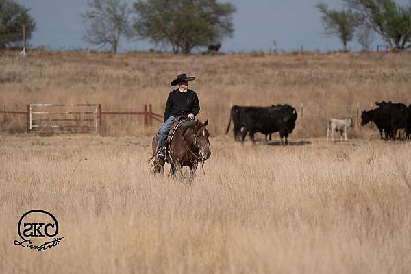 performance-quarter-horse