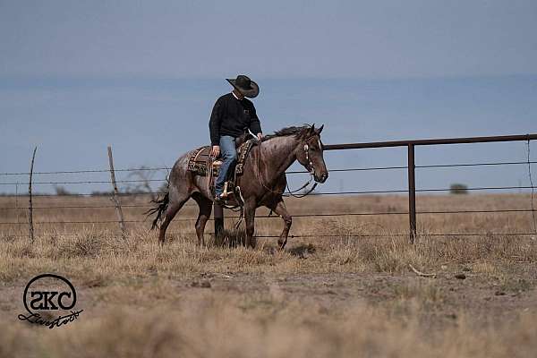 ranch-quarter-horse