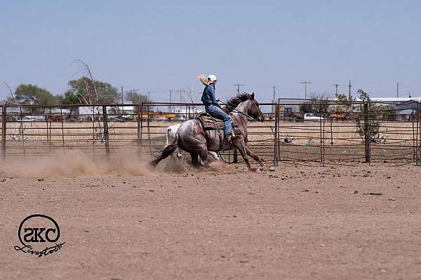 ranch-versatility-quarter-horse