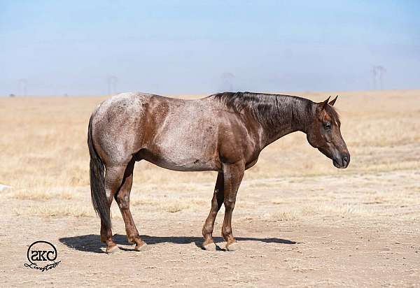 ranch-work-quarter-horse