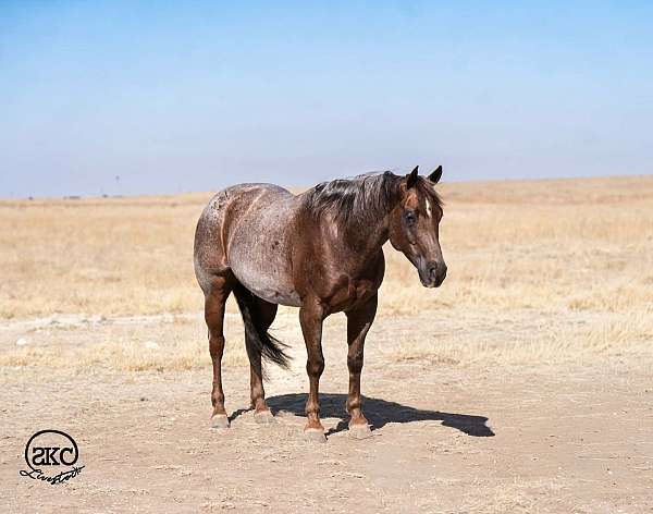 reined-cow-quarter-horse