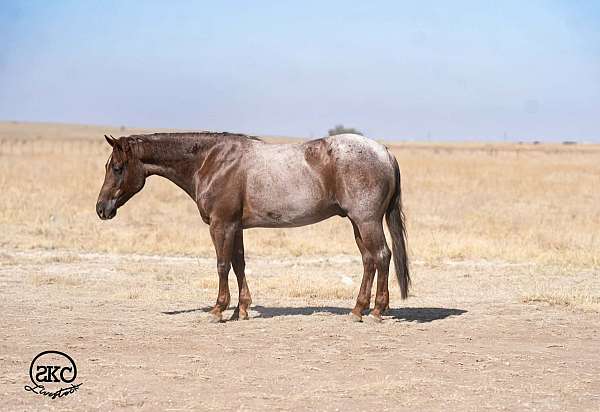 roping-quarter-horse
